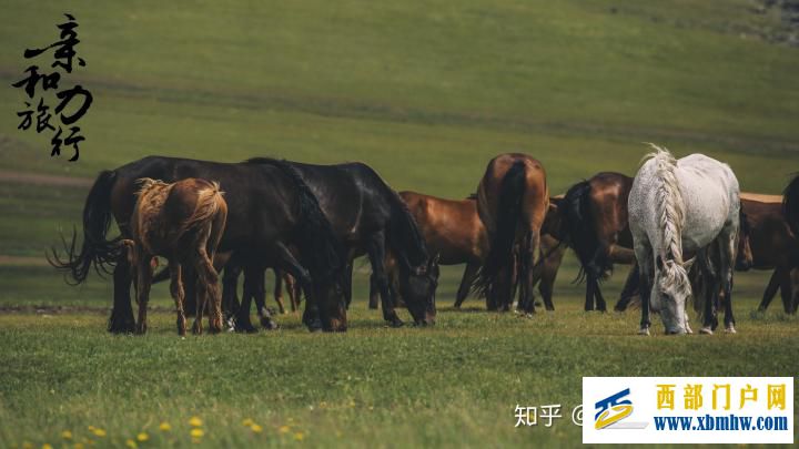 呼倫貝爾6日游詳細(xì)攻略-呼倫貝爾旅游十大旅游景點(diǎn)推薦(圖13) 呼倫貝爾6日游詳細(xì)攻略-呼倫貝爾旅游十大旅游景點(diǎn)推薦(圖13)