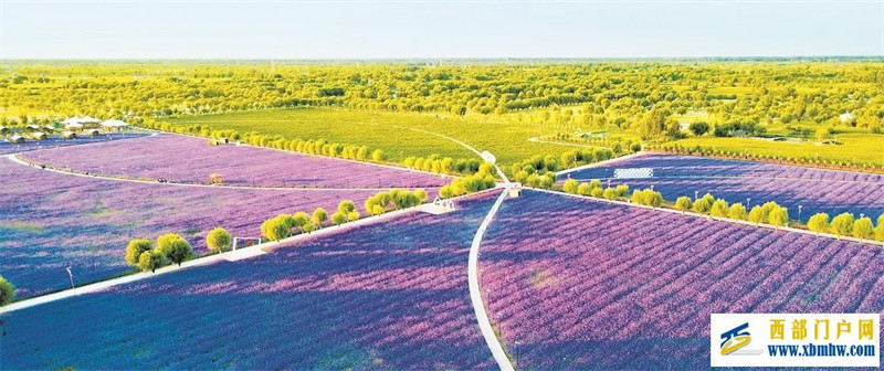 大水灣成為“樹網(wǎng)成林”的塞上“好江南”(圖1)