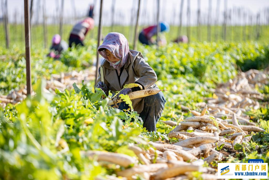 寧夏紅寺堡蘿卜豐收(圖4)